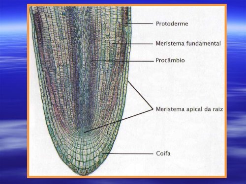 Anatomia de Raiz e Caule