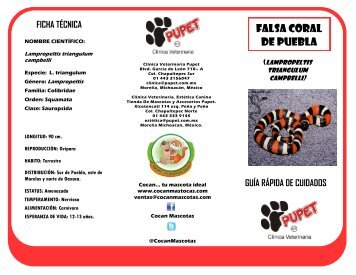 FALSA CORAL DE PUEBLA - COCAN...tu mascota ideal