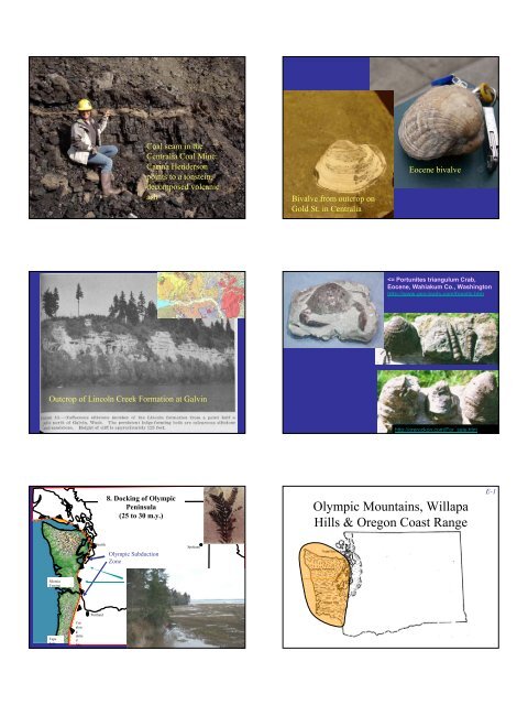 Eocene-Mid Miocene sedimentary rocks and Olympic Mountains