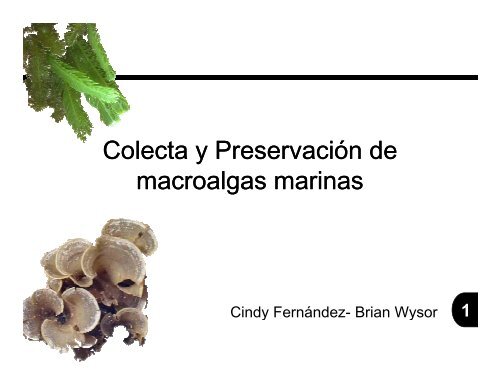 Colecta y Preservación de macroalgas marinas