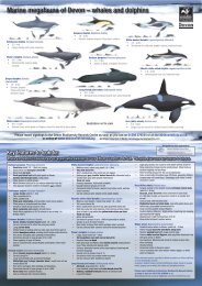 Marine Megafauna Guide - Devon Wildlife Trust