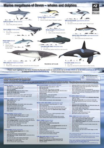 Marine Megafauna Guide - Devon Wildlife Trust