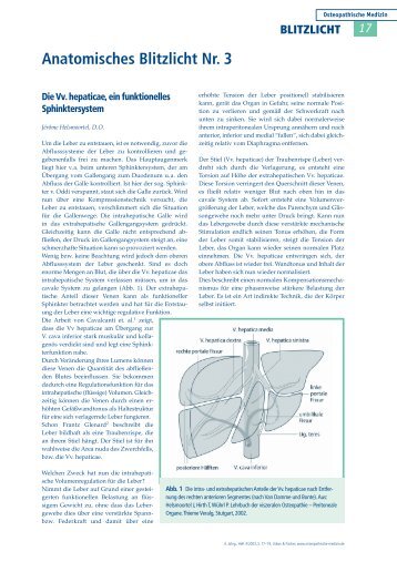 Anatomisches Blitzlicht Nr. 3 - Qualitative Viszerale Osteopathie