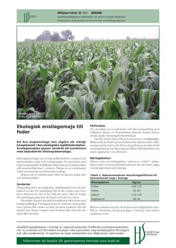 Ekologisk ensilagemajs till foder (.pdf) - Hushållningssällskapet
