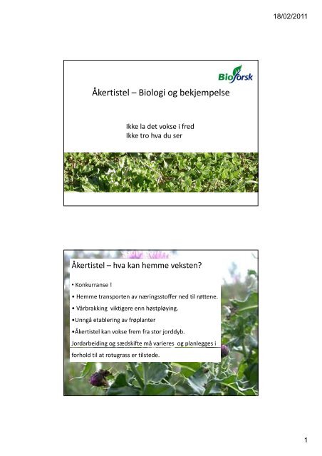 Åkertistel – Biologi og bekjempelse