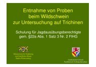 Entnahme von Proben beim Wildschwein zur ... - Landkreis LÃ¶rrach