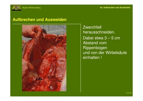 Entnahme von Proben beim Wildschwein zur ... - Landkreis LÃ¶rrach