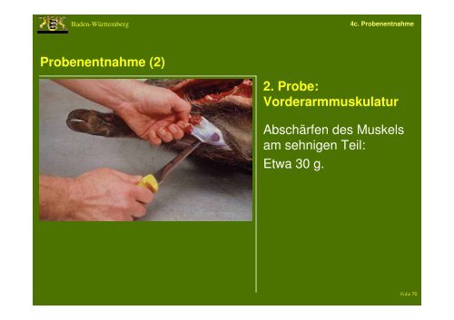 Entnahme von Proben beim Wildschwein zur ... - Landkreis LÃ¶rrach