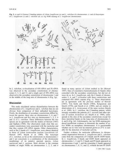 Karyotype analysis of Lilium longiflorum and ... - Lilium Breeding