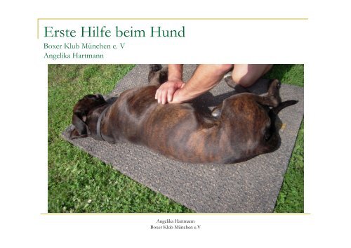 Erste Hilfe beim Hund - BK-Rheinland-Pfalz