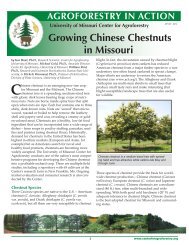 Growing Chinese Chestnuts in Missouri - University of Missouri ...