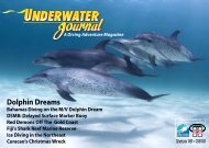 Dolphin Dreams - Stingray Divers
