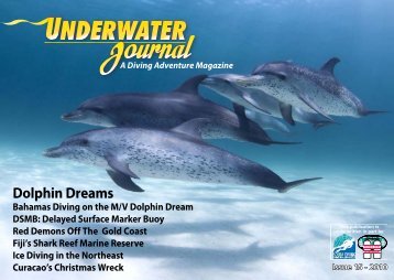 Dolphin Dreams - Stingray Divers