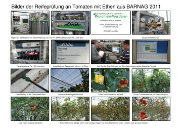 Bilder der Reifeprüfung an Tomaten mit Ethen aus BARNAG 2011