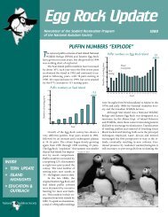Egg Rock Update 1999 - Project Puffin - National Audubon Society