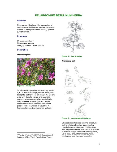 PELARGONIUM BETULINUM HERBA - PlantZAfrica