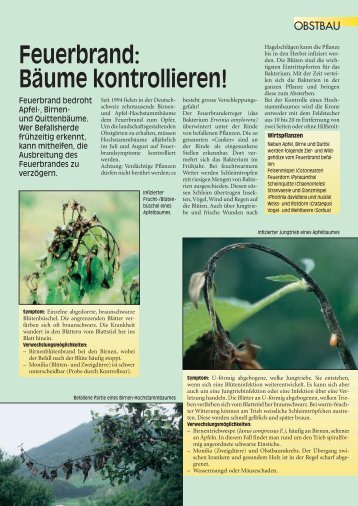 Feuerbrand: Bäume kontrollieren! - Agroscope