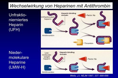 Grundlagen der Gerinnungsphysiologie, Thrombophilie und ...