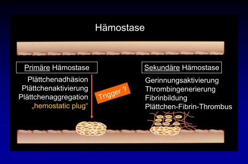 Grundlagen der Gerinnungsphysiologie, Thrombophilie und ...