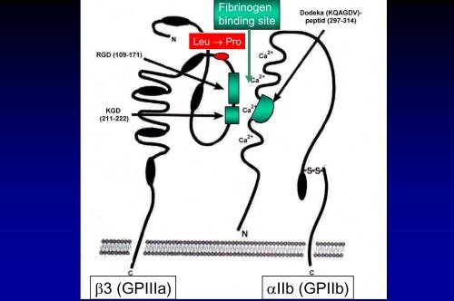 Grundlagen der Gerinnungsphysiologie, Thrombophilie und ...