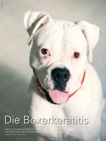 Die Boxerkeratitis - Tieraugen.at