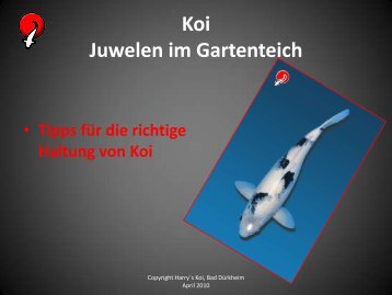 Tipps zur Koi-Haltung (Format: PDF; Dateigröße 1 - Harry´s Koi