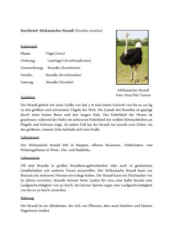 Steckbrief: Afrikanischer Strauß (Struthio camelus) Systematik ...