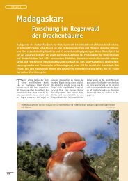 Madagaskar: - Der Falke – Journal für Vogelbeobachter