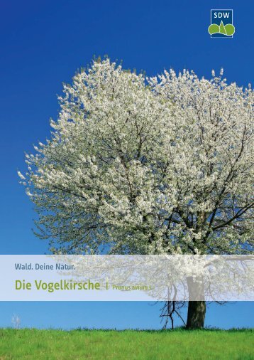 Die Vogelkirsche - Schutzgemeinschaft Deutscher Wald