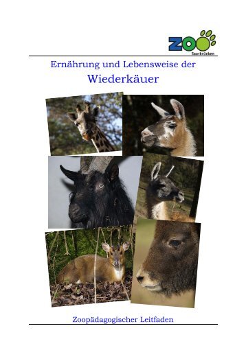 Ernährung und Lebensweise der Wiederkäuer - Zoologischer ...