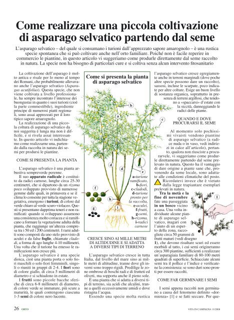 coltivazione-asparago-selvatico