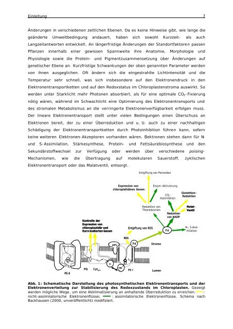 Regulation der chloroplastidären NADPabhängigen Malat ...