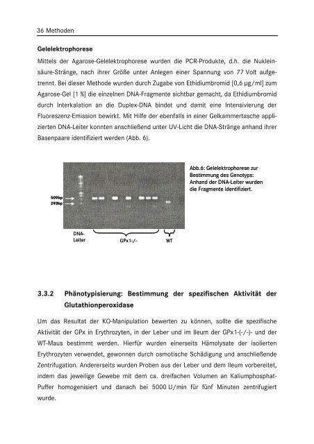 In vitro Untersuchungen zur Wirkung von Phytopharmaka auf die ...