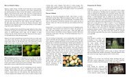 Papayas - Guyana Marketing Corporation