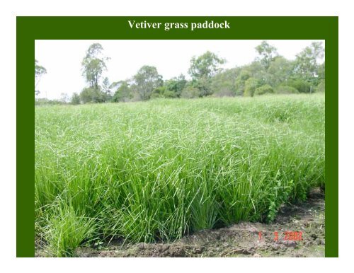 Soil Based Reed Beds