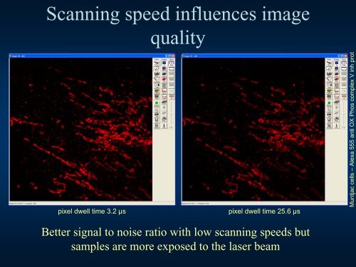 Confocal Microscopy Principles