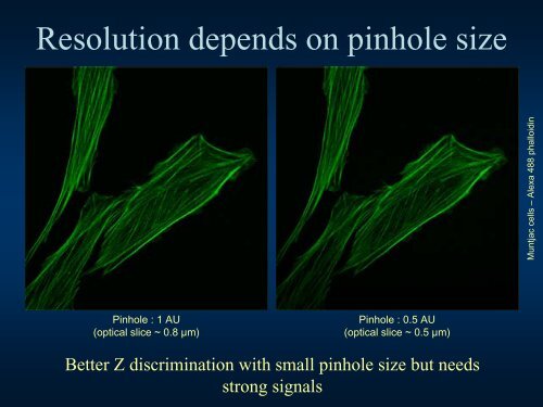 Confocal Microscopy Principles