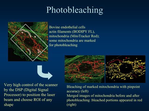 Confocal Microscopy Principles