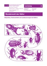 Wunderwelt der Käfer - Naturhistorisches Museum Bern
