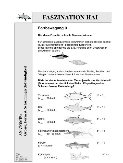 „Haie – gejagte Jäger“ - Naturmuseum St.Gallen