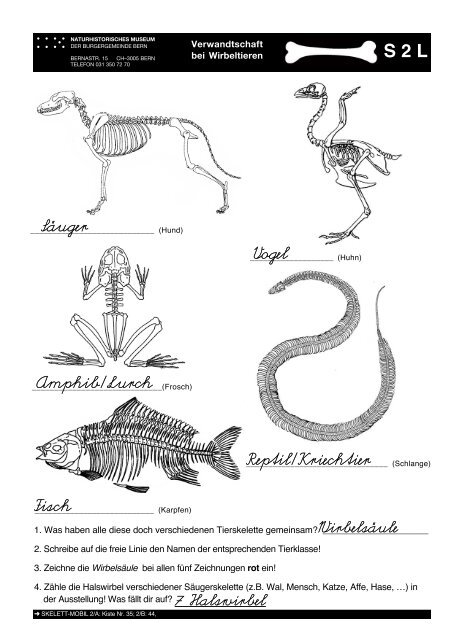 S - Naturhistorisches Museum Bern