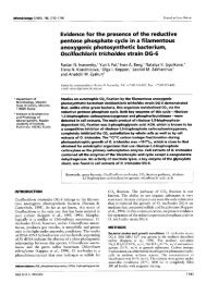 Oscillochloris trichoides strain DG-6 - Microbiology