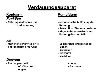 Verdauungsorgane I (Magen, Darm)