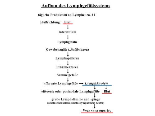 Lymphatische Organe