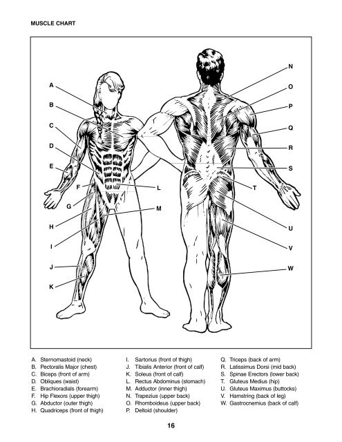 Thigh Chart