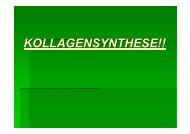 KOLLAGENSYNTHESE!!