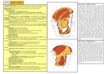 LP8 OASELE SI MUSCHII MEMBRULUI INFERIOR.pdf