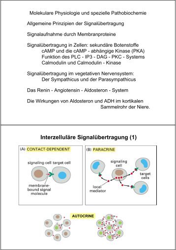 Interzelluläre Signalübertragung (1)