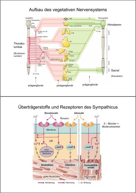 Interzelluläre Signalübertragung (1)