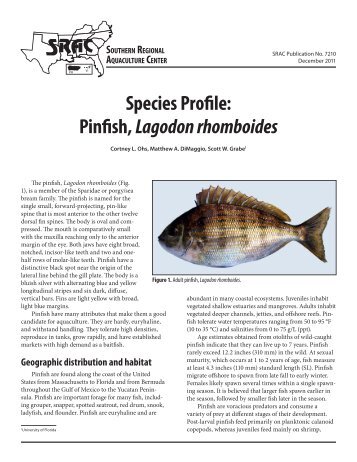 Species Profile: Pinfish, Lagodon rhomboides - SRAC Fact Sheets